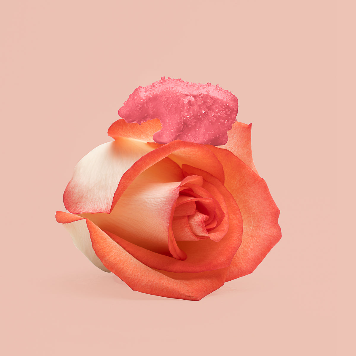 San Diego Strawberry Rose Gummy Bears – California Gummy Bears